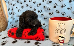 Toy Poodle dogs for sale: Shadow - Image 2