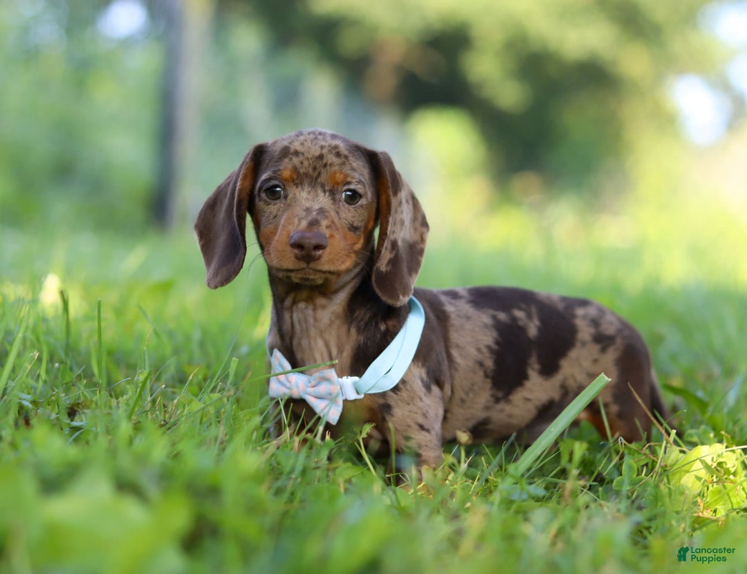 Miniature Dachshund dogs for sale: Miniature Dachshund 2 puppies - Image 6