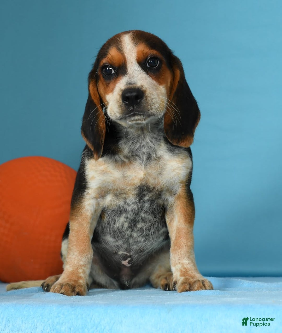 Beagle dogs for sale: Rascal - Image 4