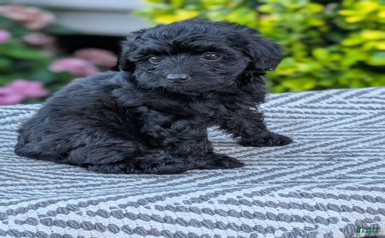 Yorkiepoo dogs - Advert 32