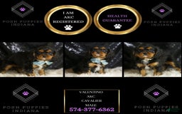 Cavalier King Charles Spaniel dogs for sale: Valentino - Image 6