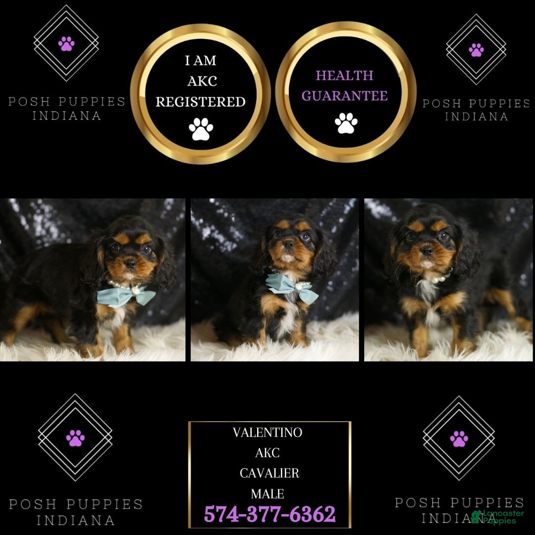 Cavalier King Charles Spaniel dogs for sale: Valentino - Image 6