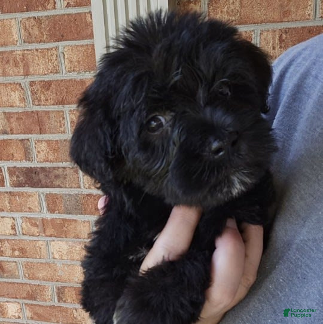 Miniature Schnauzer dogs for sale: Girl 2 - Image 3