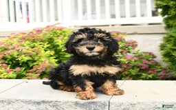 Miniature Poodle dogs for sale: Olive - Image 3