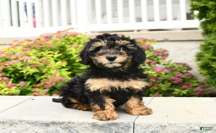 Miniature Poodle dogs for sale - Ad 3