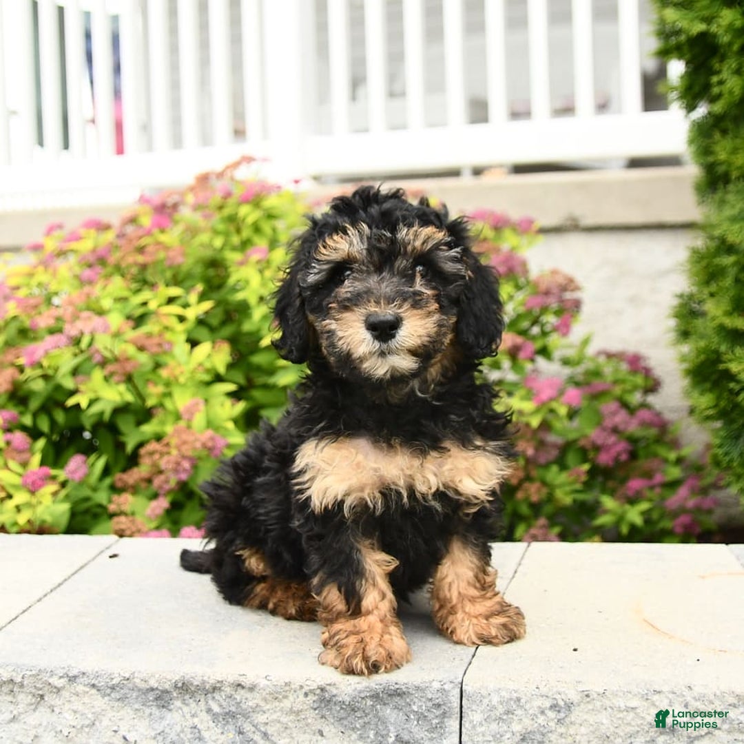 Miniature Poodle dogs for sale: Olive - Image 3