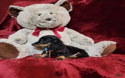 Miniature Dachshund dogs for sale: RYDER - Image 8