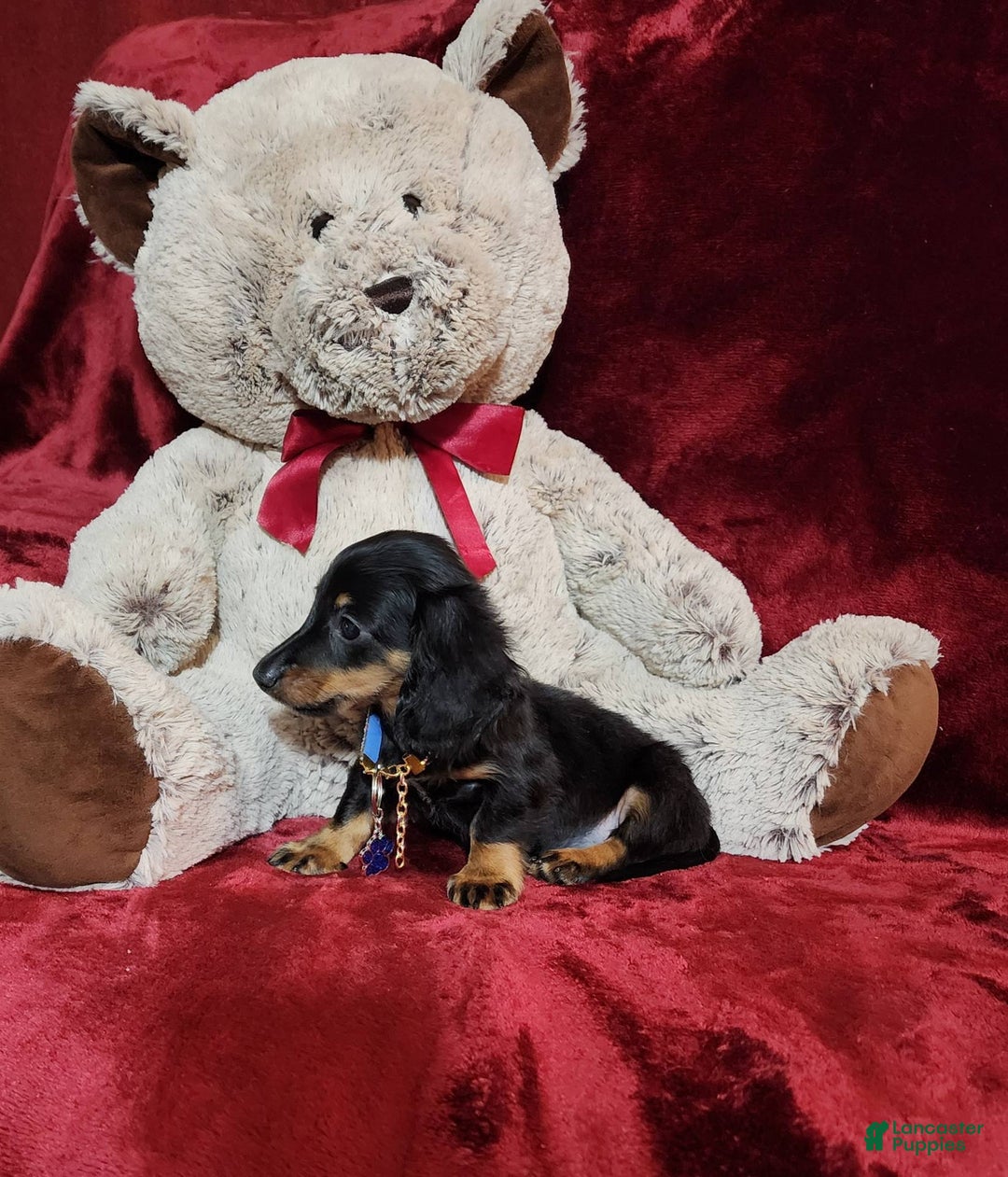 Miniature Dachshund dogs for sale: RYDER - Image 8