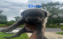 Cane Corso dogs for sale: Little Blue - Image 1