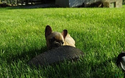 French Bulldog dogs for sale: Buddy - Image 3