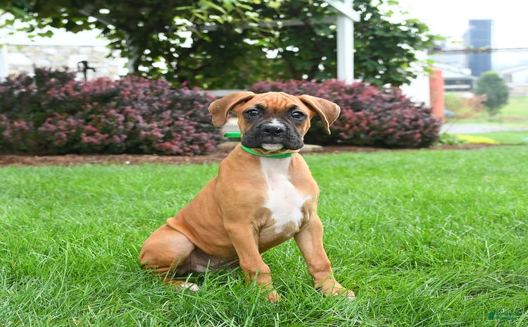 Boxer dogs for sale - Ad 4