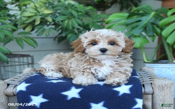 Maltipoo dogs for sale: Casey - Image 4