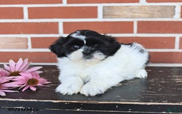 Shih Tzu dogs for sale: Daisy - Image 5