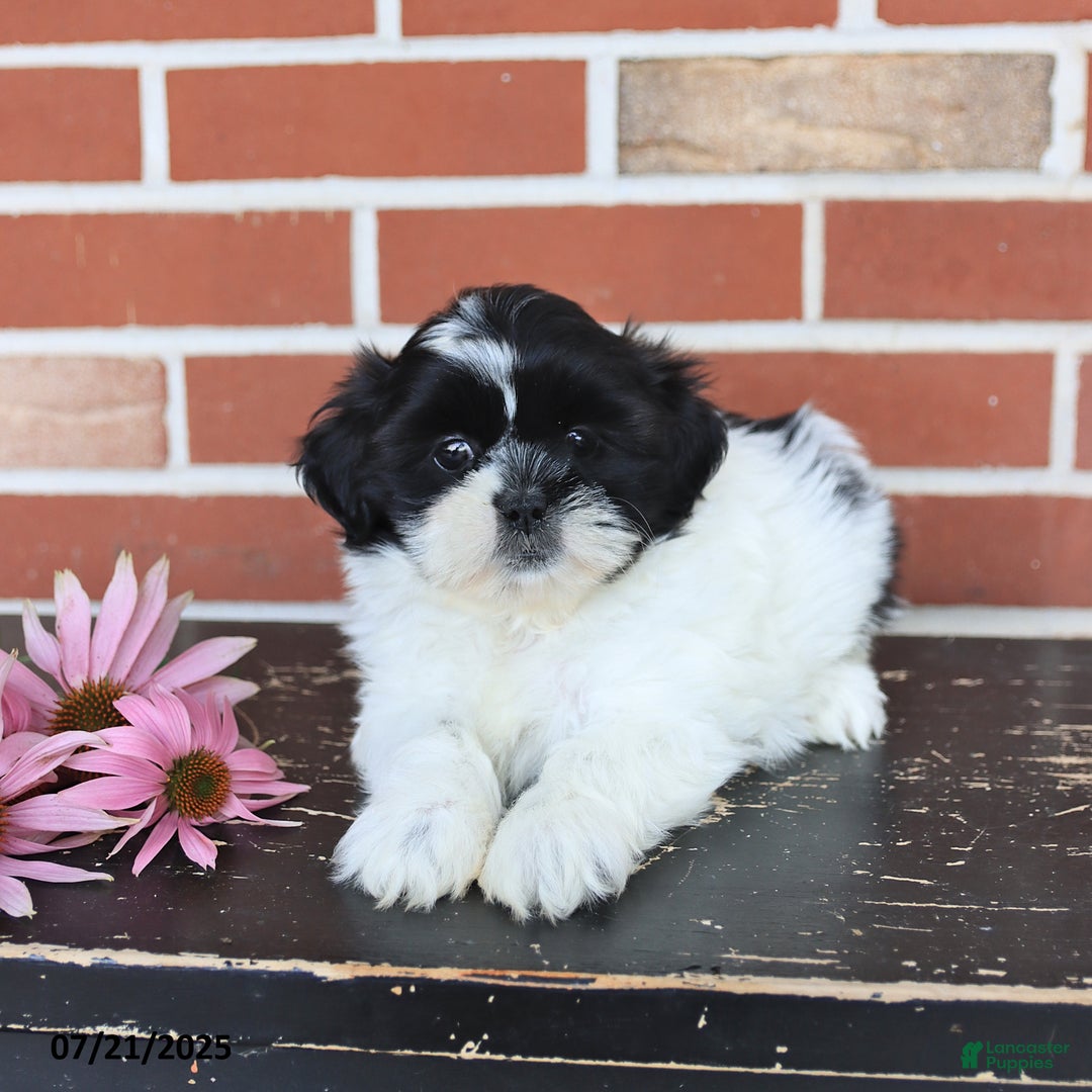 Shih Tzu dogs for sale: Daisy - Image 5