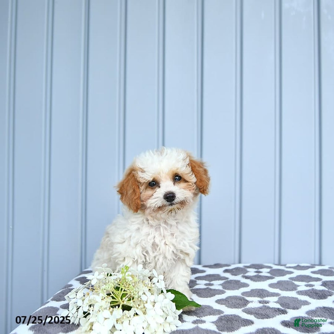 Toy Poodle dogs for sale: Karter - Image 14