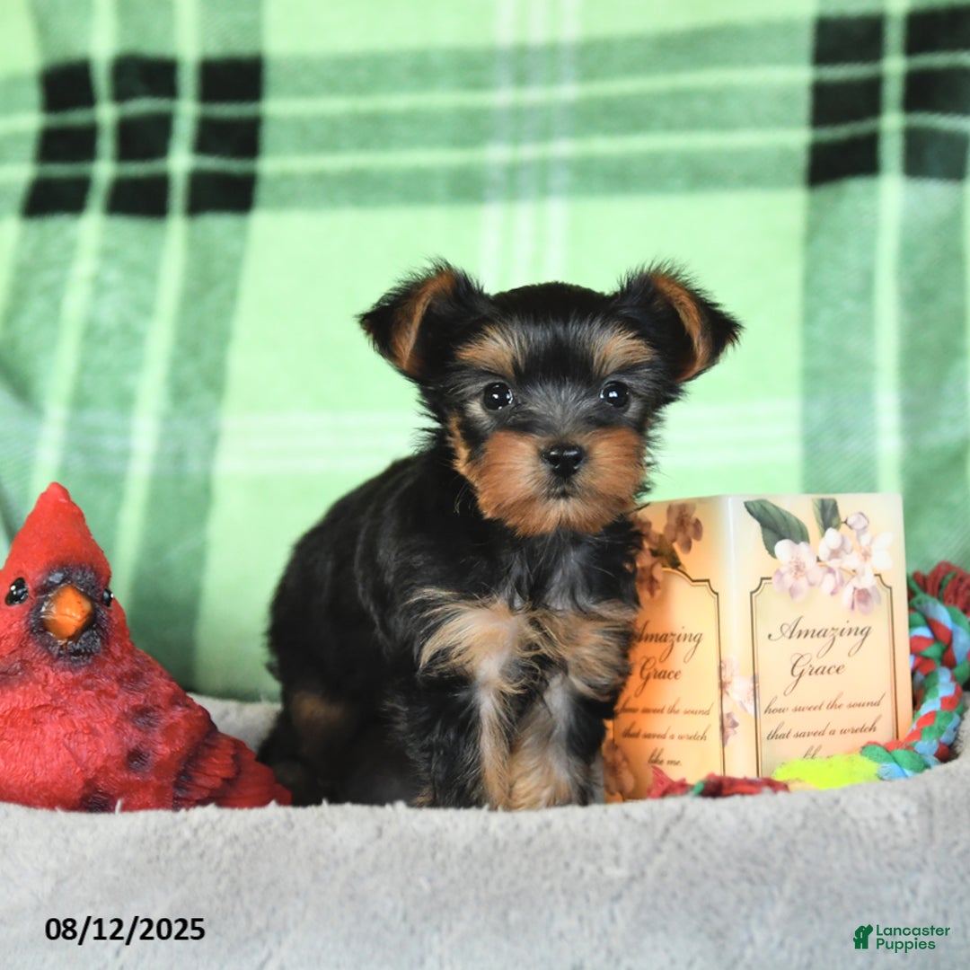 Yorkshire Terrier dogs for sale: Leo - Image 4