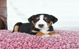 Greater Swiss Mountain Dog dogs for sale: Gemma - Image 9