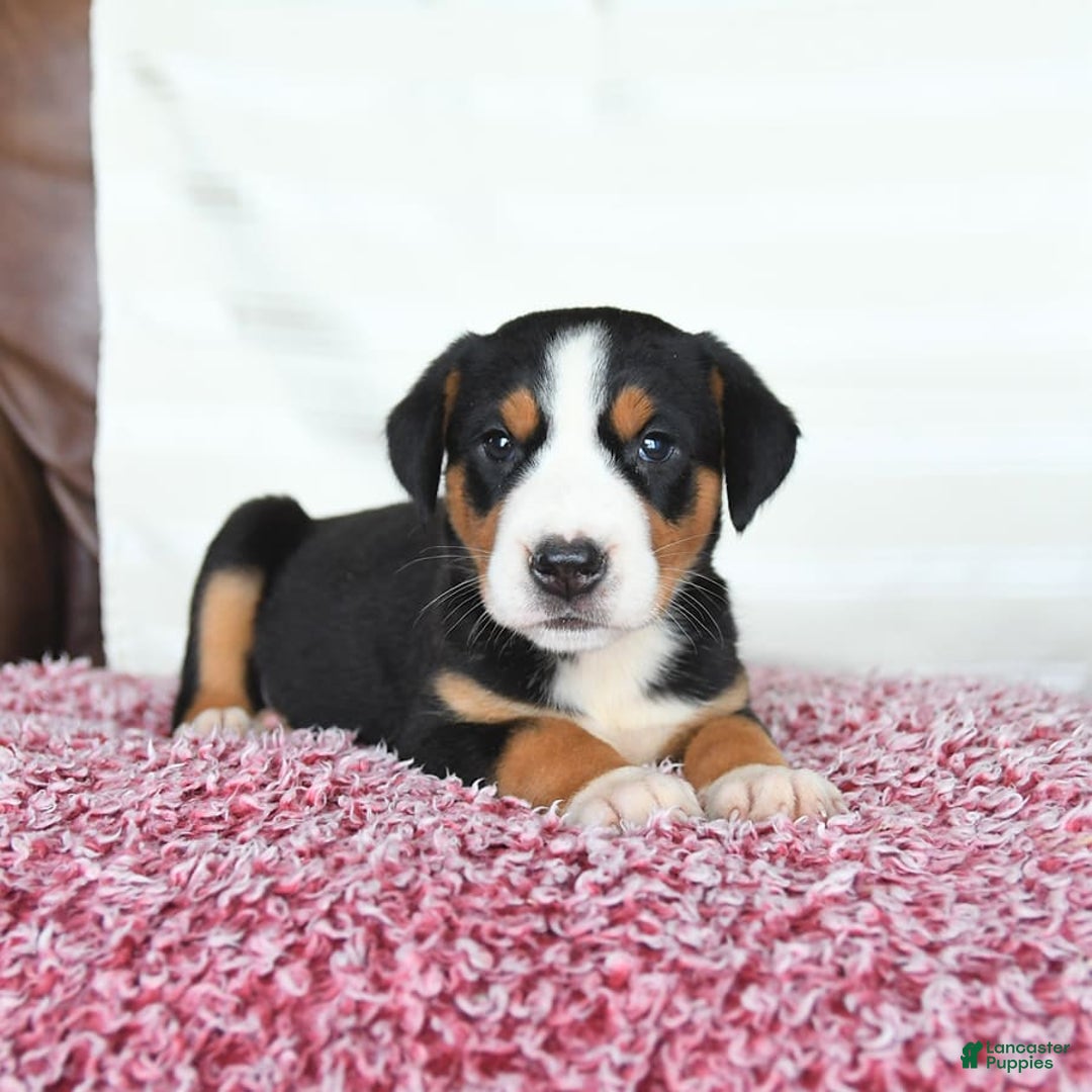 Greater Swiss Mountain Dog dogs for sale: Gemma - Image 9