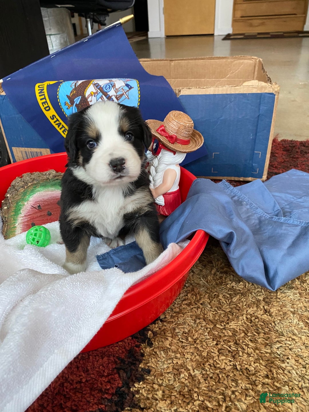 Australian Shepherd dogs for sale: Belle Starr - Image 3