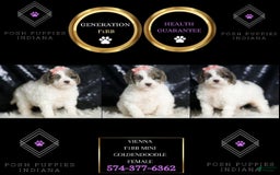 Mini Goldendoodle dogs for sale: Vienna - Image 2