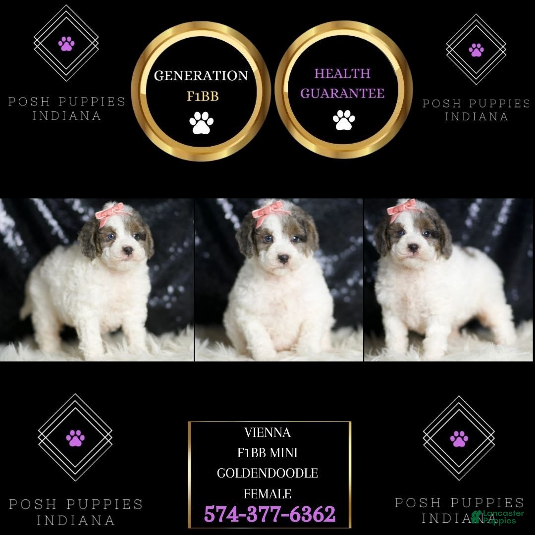 Mini Goldendoodle dogs for sale: Vienna - Image 2
