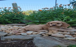Cocker Spaniel dogs for sale: Brooke - Image 3