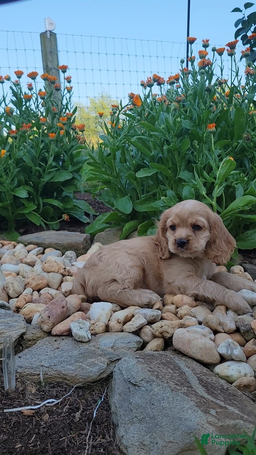 Cocker Spaniel dogs for sale: Brooke - Image 3