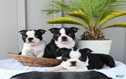 Boston Terrier dogs for sale: Blitz - Image 2