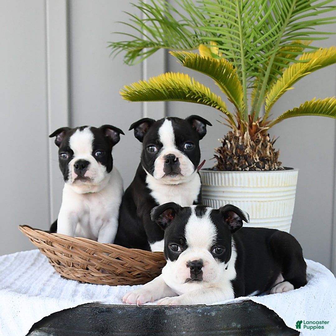Boston Terrier dogs for sale: Blitz - Image 2