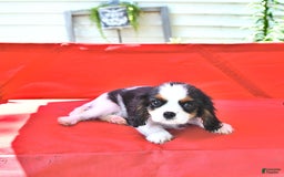 Cavalier King Charles Spaniel dogs for sale: Cody - Image 2