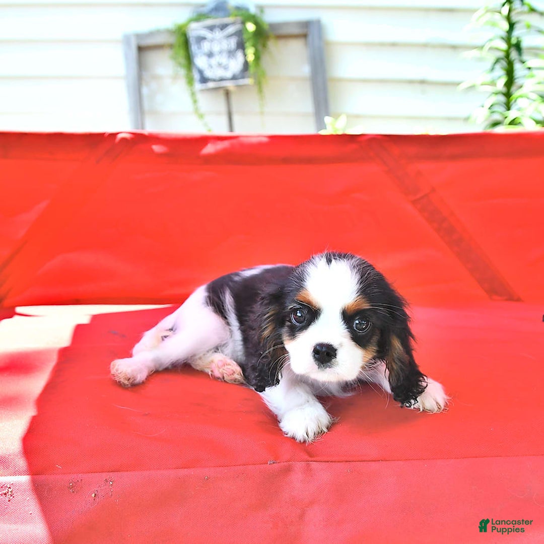 Cavalier King Charles Spaniel dogs for sale: Cody - Image 2