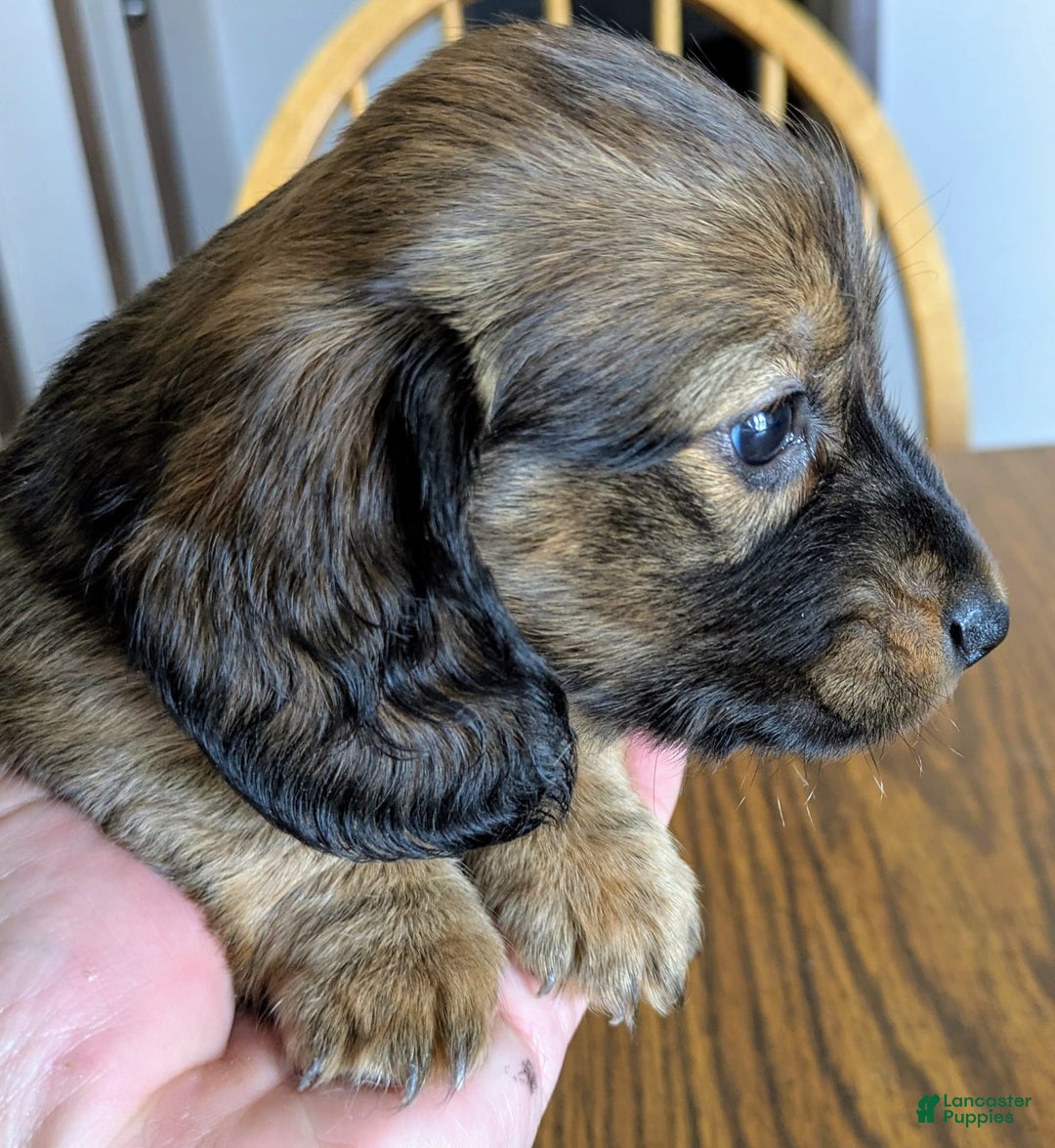 Miniature Dachshund dogs for sale: Todd - Image 5