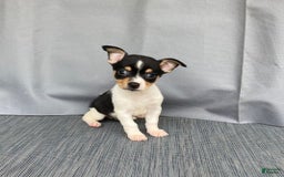 Chihuahua dogs for sale: Miles - Image 1