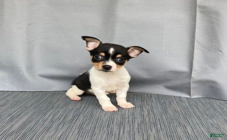 Chihuahua dogs for sale - Ad 2