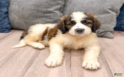 Saint Berdoodles dogs for sale: Leia - Image 2