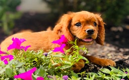 Cavalier King Charles Spaniel dogs for sale: Daisy - Image 6