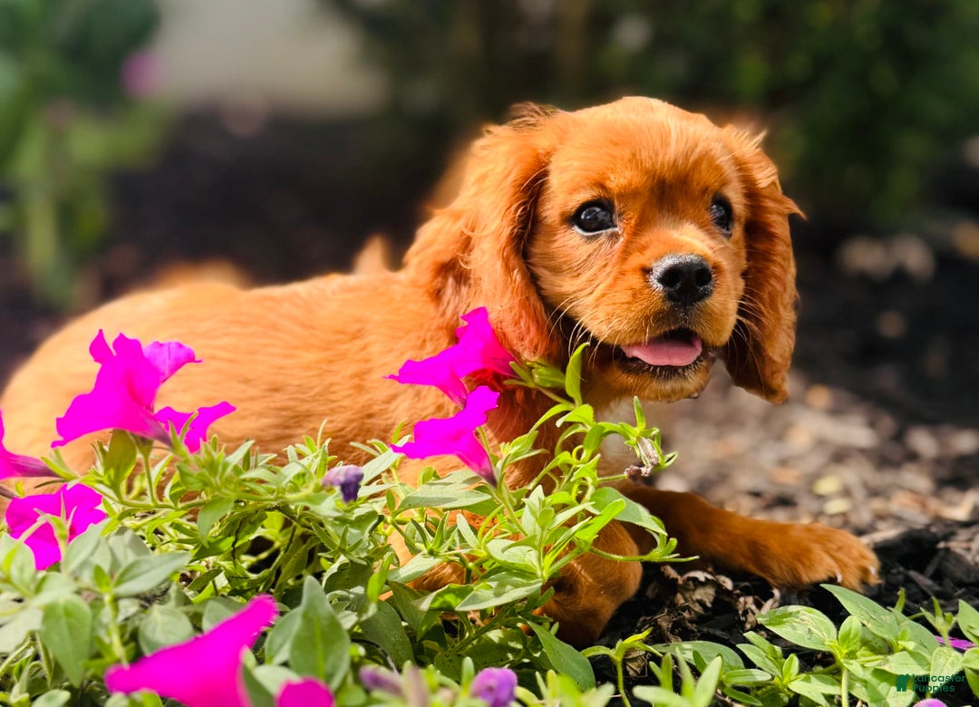 Cavalier King Charles Spaniel dogs for sale: Daisy - Image 6