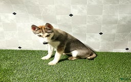Siberian Husky dogs for sale: Lexy - Image 8