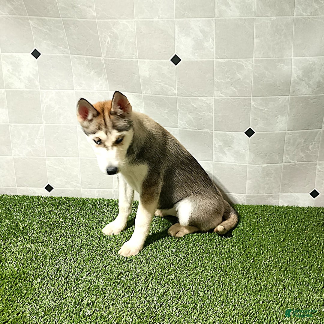 Siberian Husky dogs for sale: Lexy - Image 8