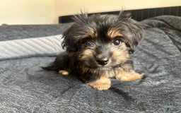 Miniature Dachshund dogs for sale: Mookie - Image 2
