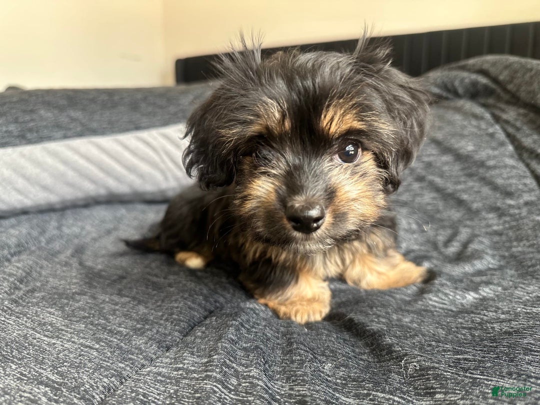 Miniature Dachshund dogs for sale: Mookie - Image 2