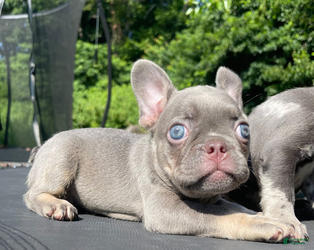 French Bulldog dogs for sale: Luna - Image 6