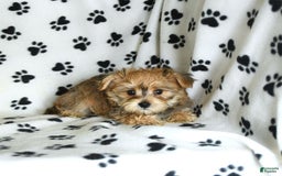 Morkie dogs for sale: Murphy - Image 10