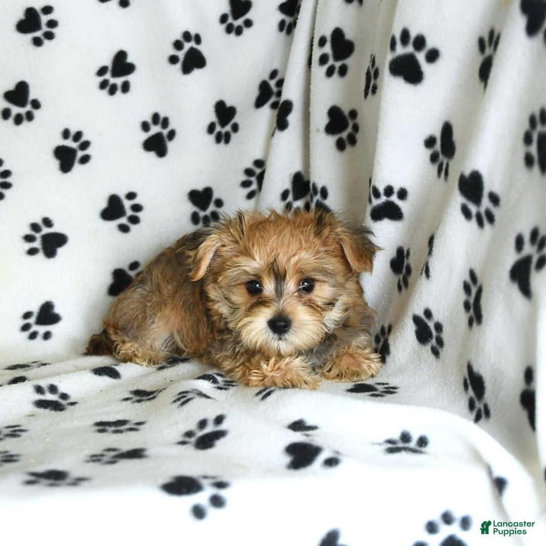 Morkie dogs for sale: Murphy - Image 10