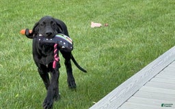 Great Dane dogs for sale: Areona - Image 2