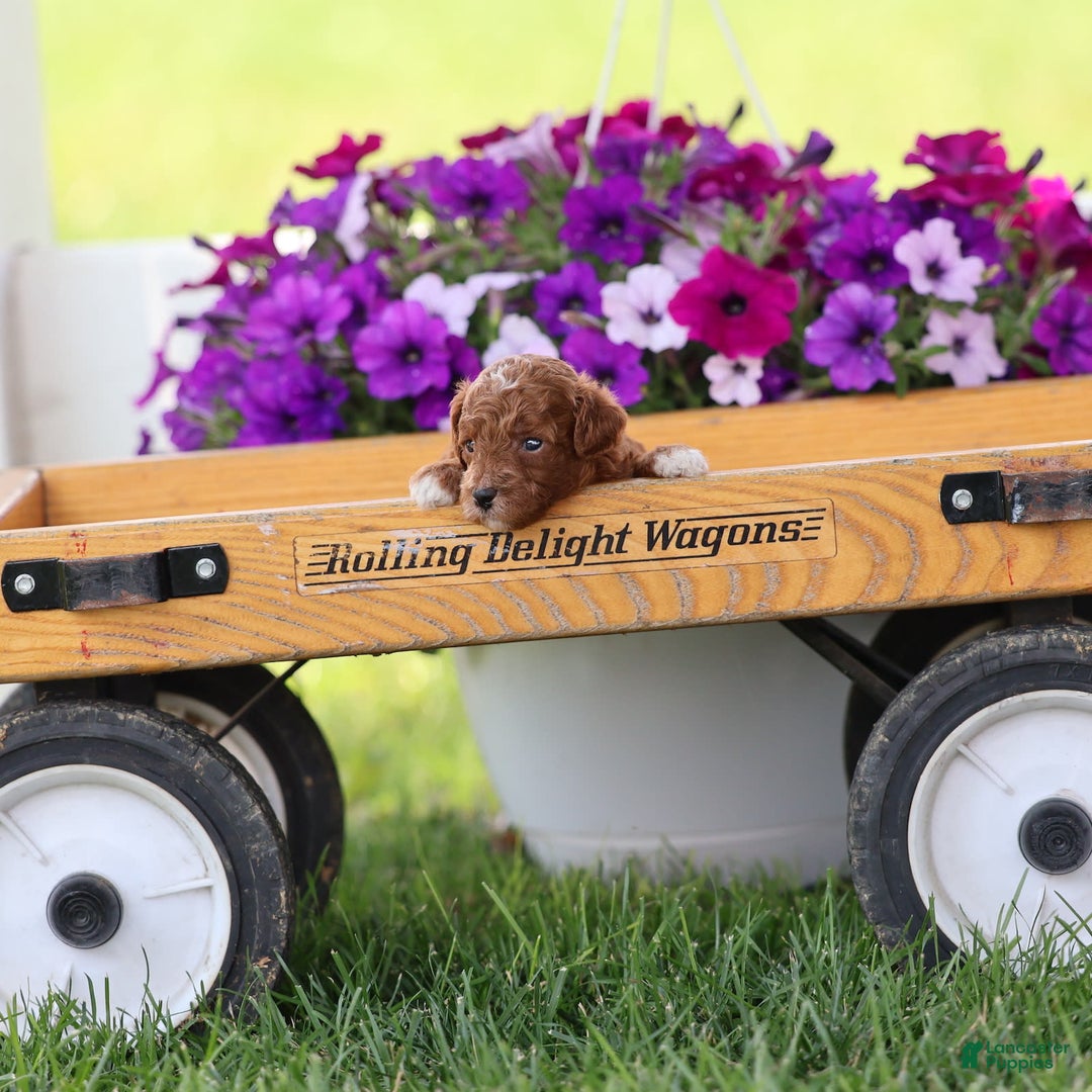 Toy Poodle dogs for sale: Dusky - Image 3