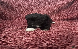 Teddy Bear dogs for sale: Ruby - Image 1