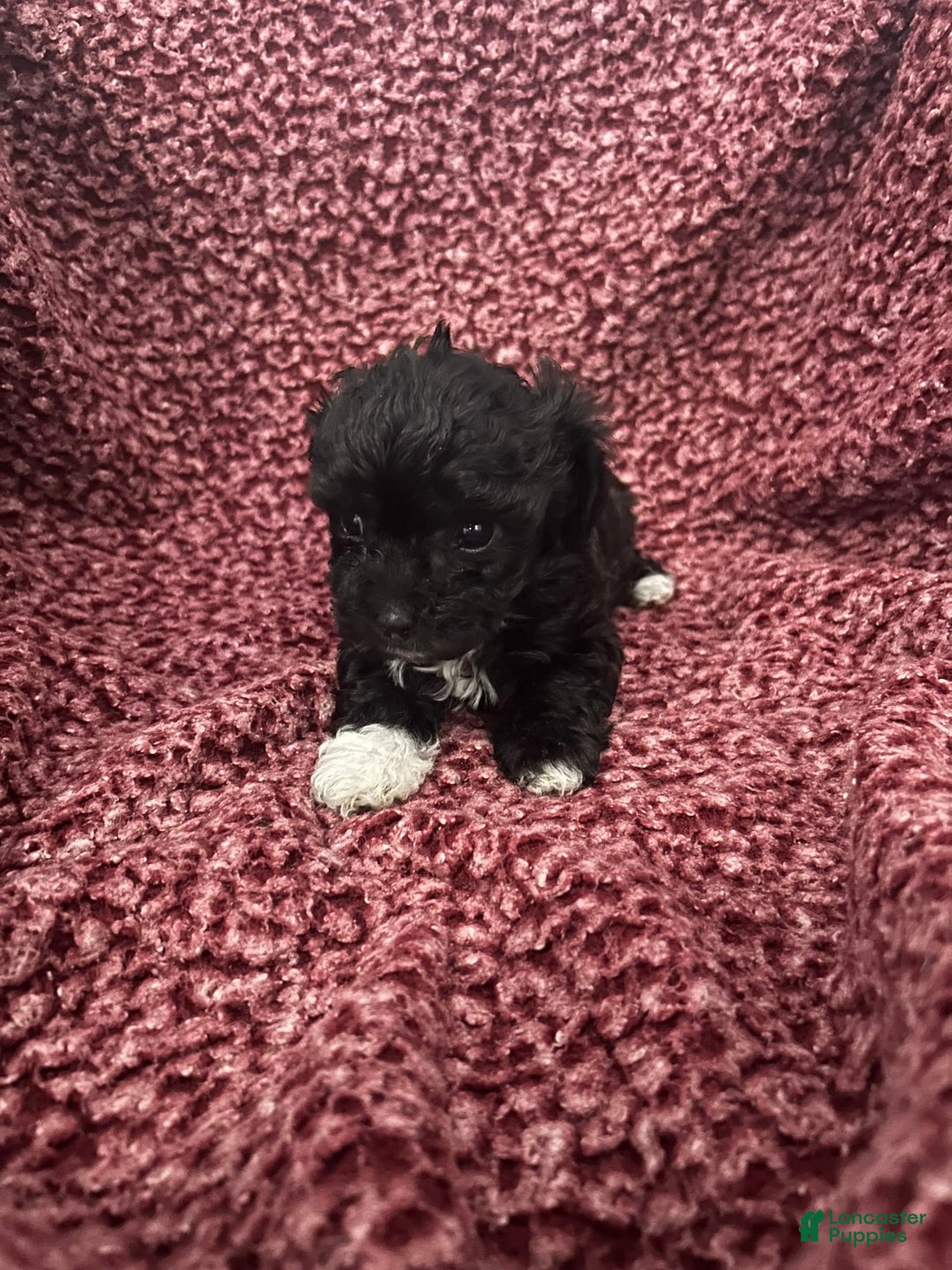 Teddy Bear dogs for sale: Ruby - Image 1
