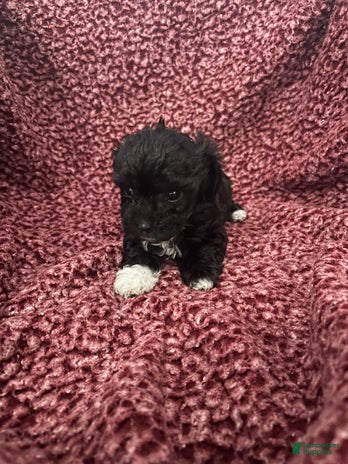 Teddy Bear dogs for sale - Ad 4