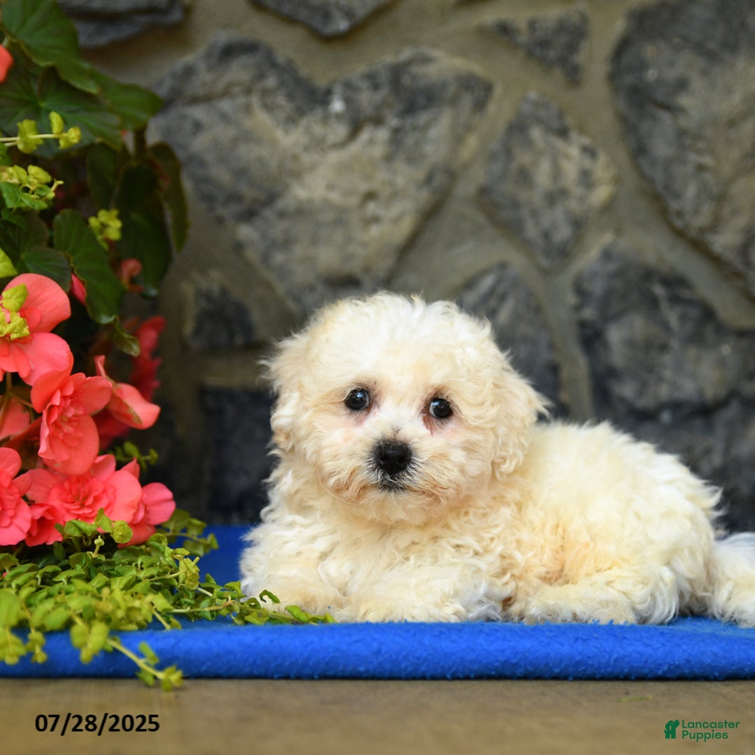 Bichon Frise dogs for sale: Snoopy - Image 1